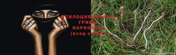 стаф Приозерск